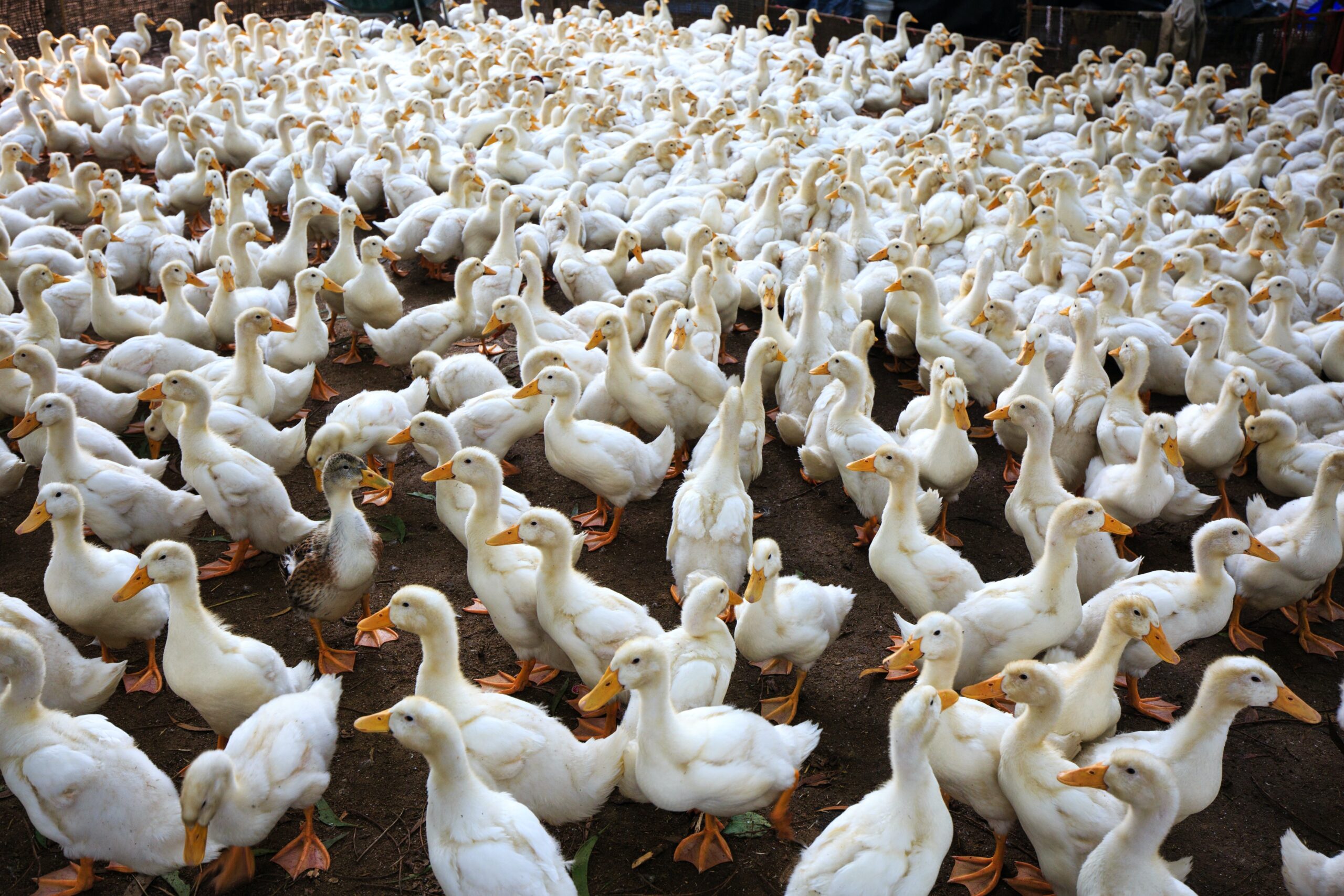 Avian Influenza is a disease of wild birds and domestic poultry caused by many different subtypes of Type A influenza virus.